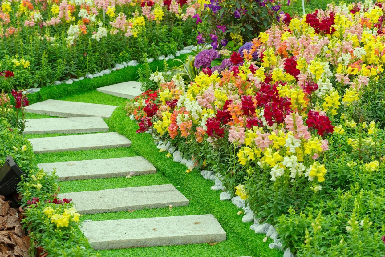 Рабатка Тунберга