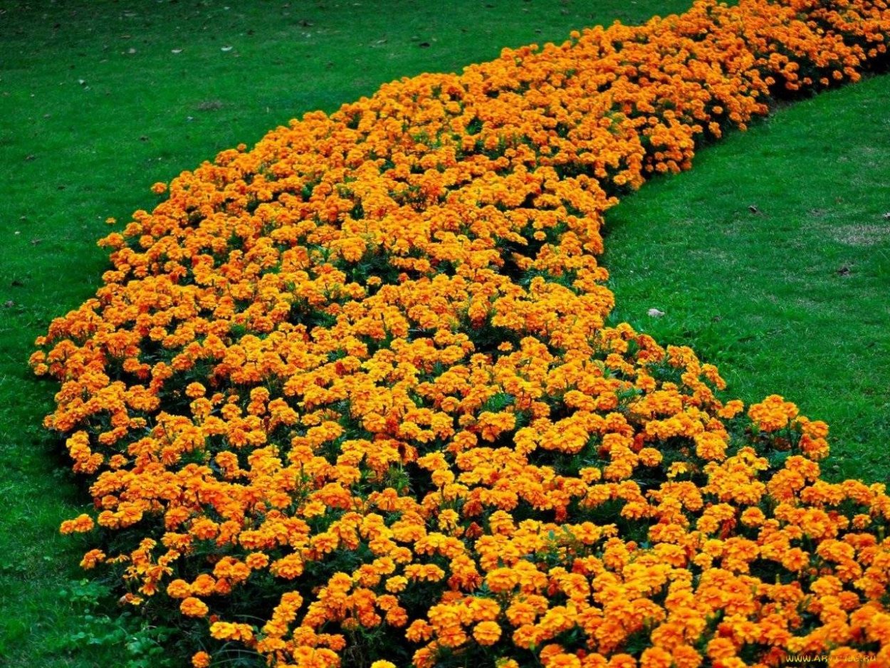 Хризантема мультифлора шаровидная клумба