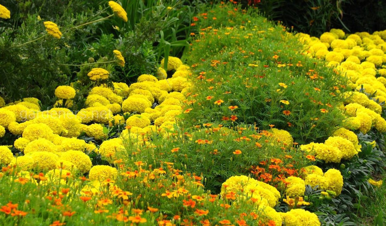 Алиссум Парпл