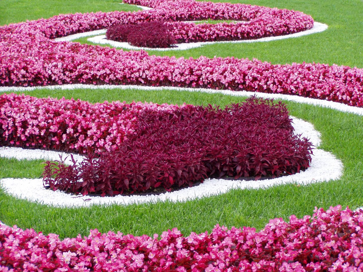 Бархатцы бордюрные низкорослые