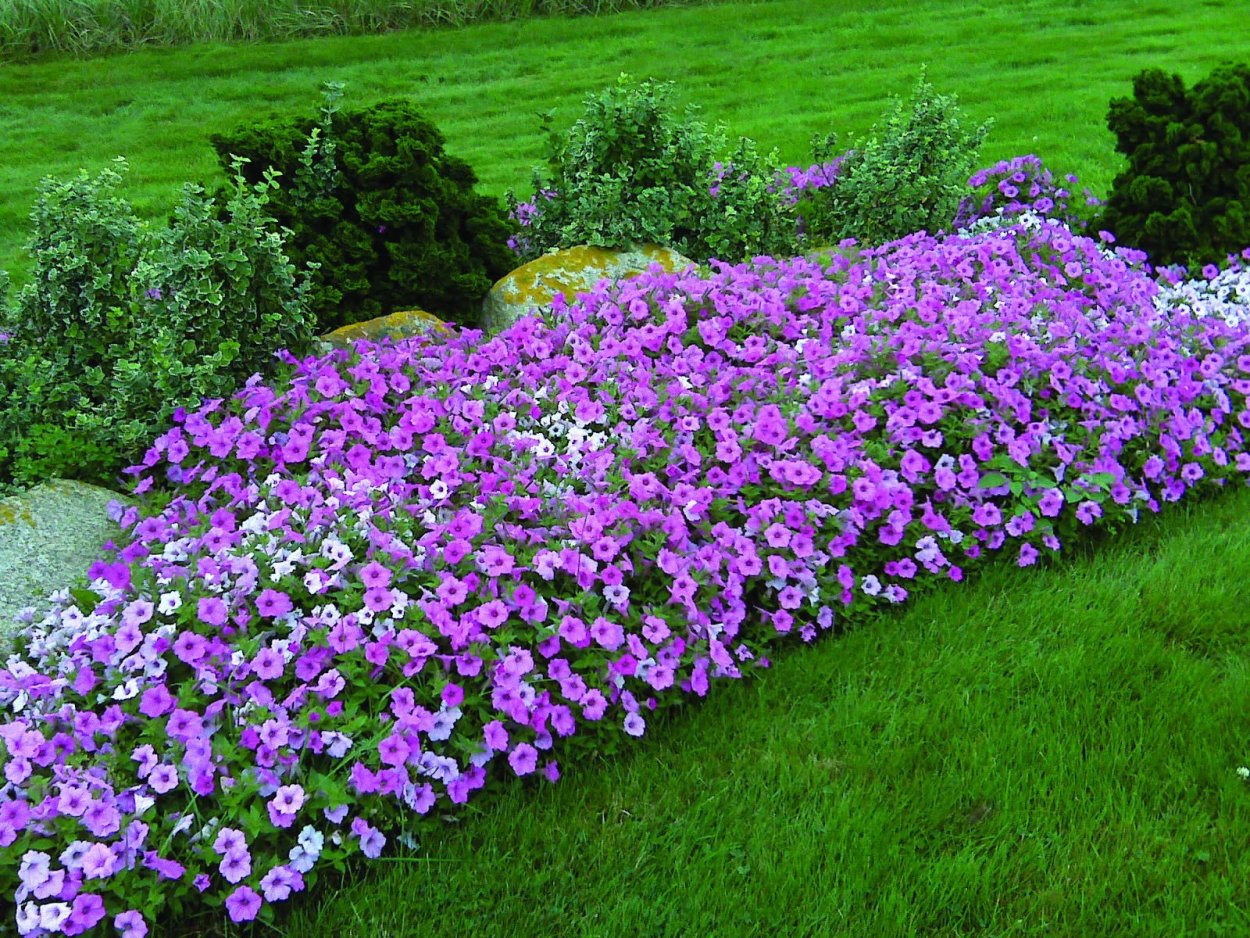 Схема рабатки непрерывного цветения