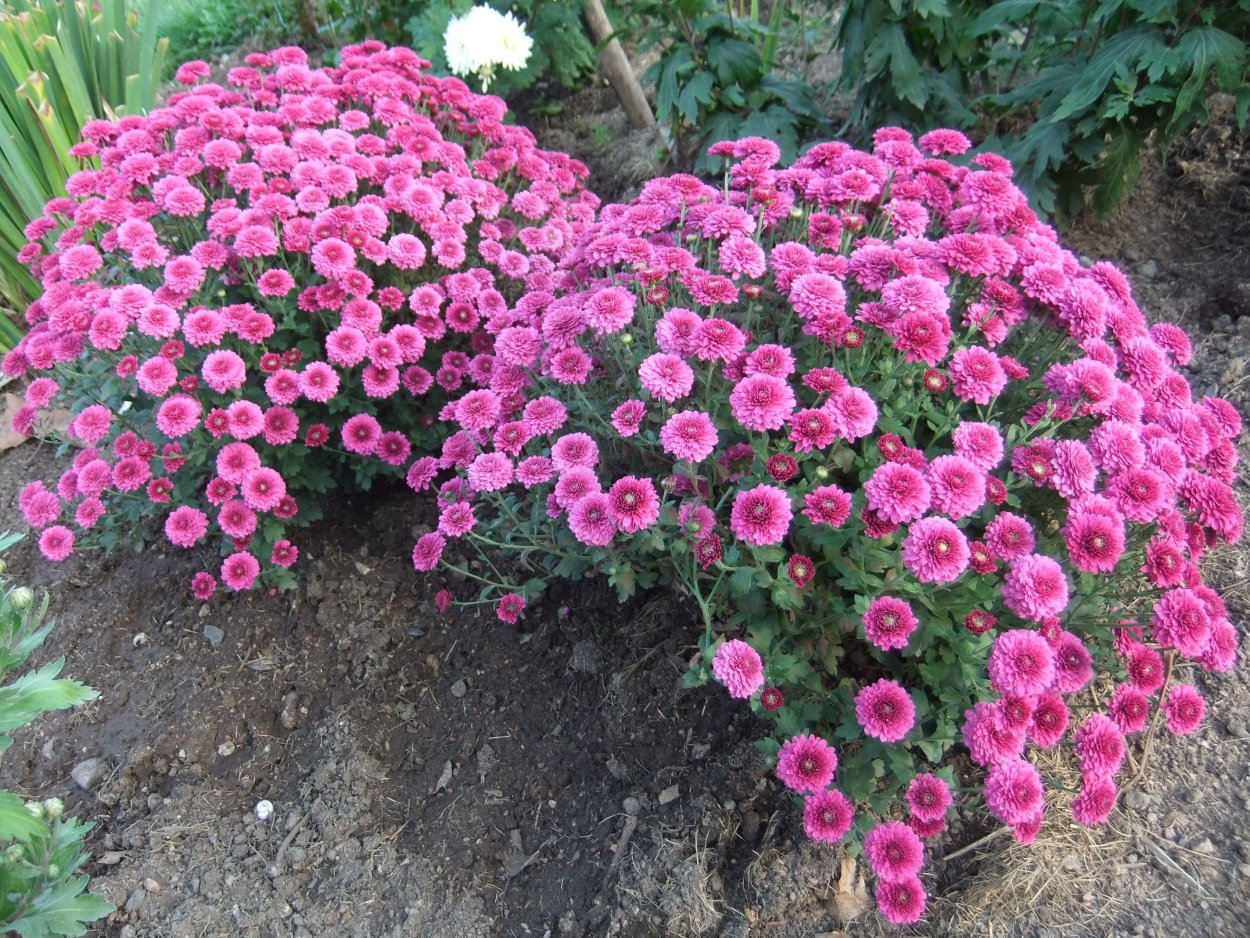 Гиацинт рабатка