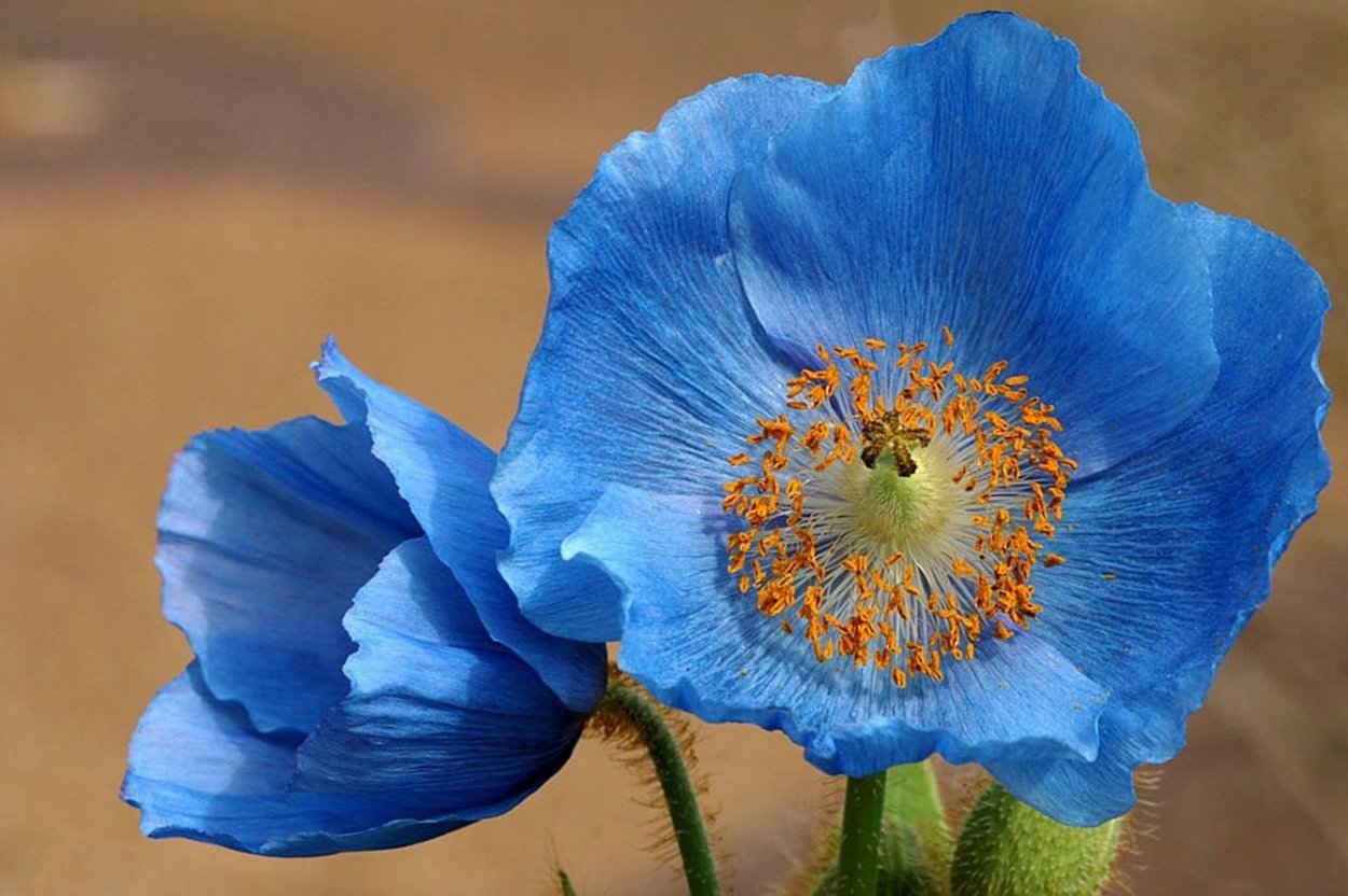 Meconopsis Grandis
