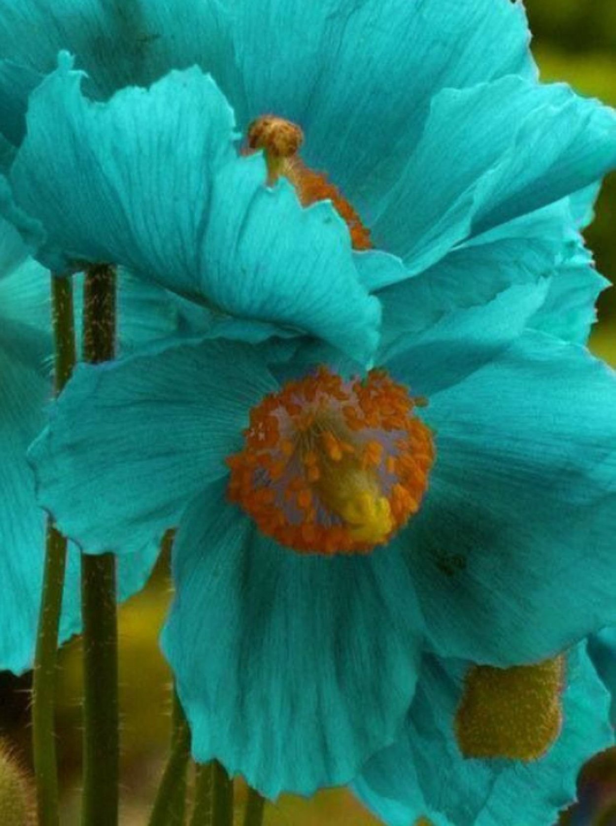 Красные маки на синем фоне