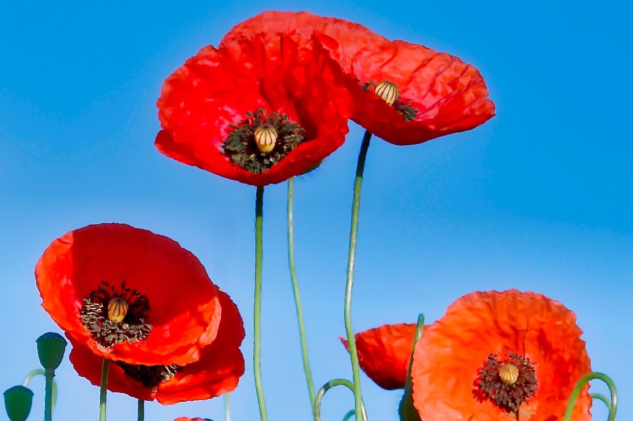 Голубой тибетский Мак