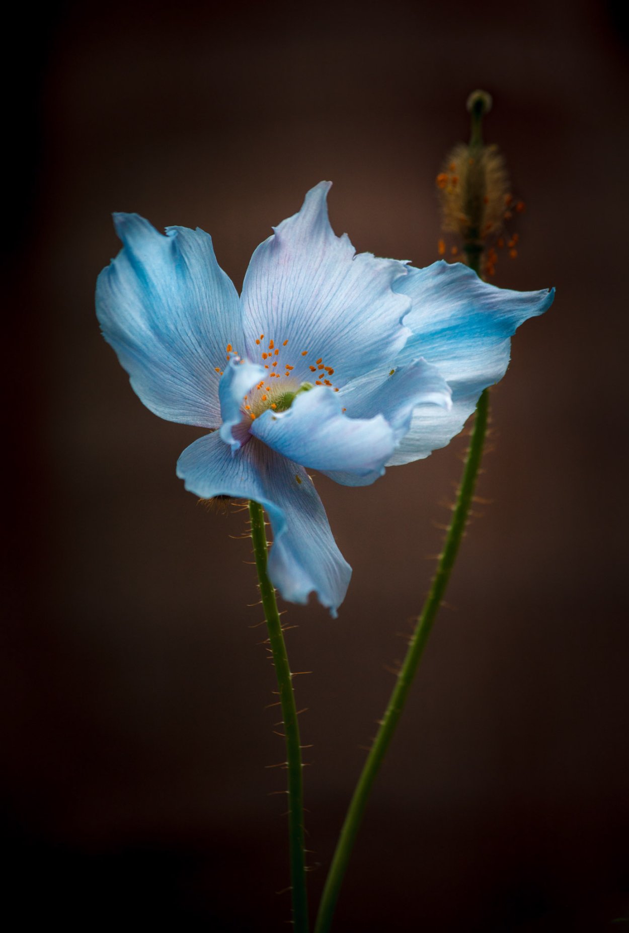 Полевые цветы