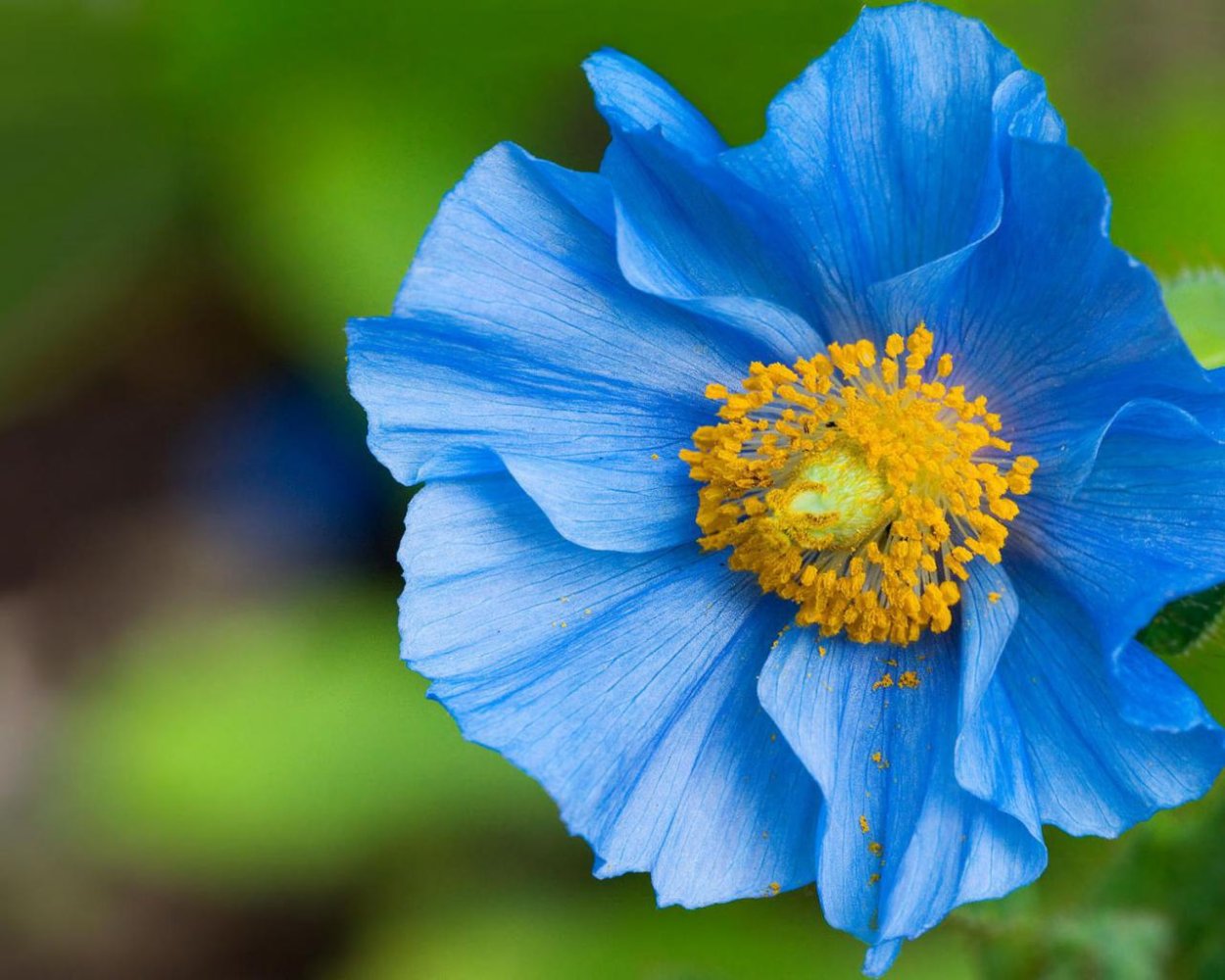 Настоящий Мак цветок