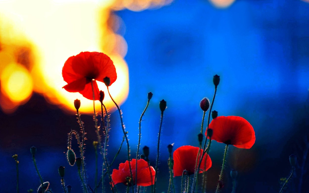 Синие цветы с желтой серединкой