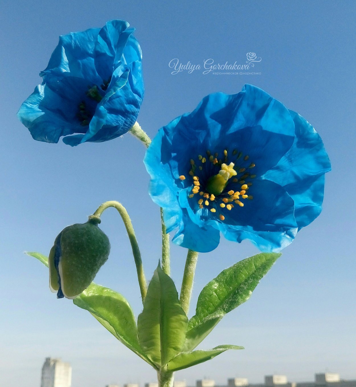 Анемона ветреница голубая