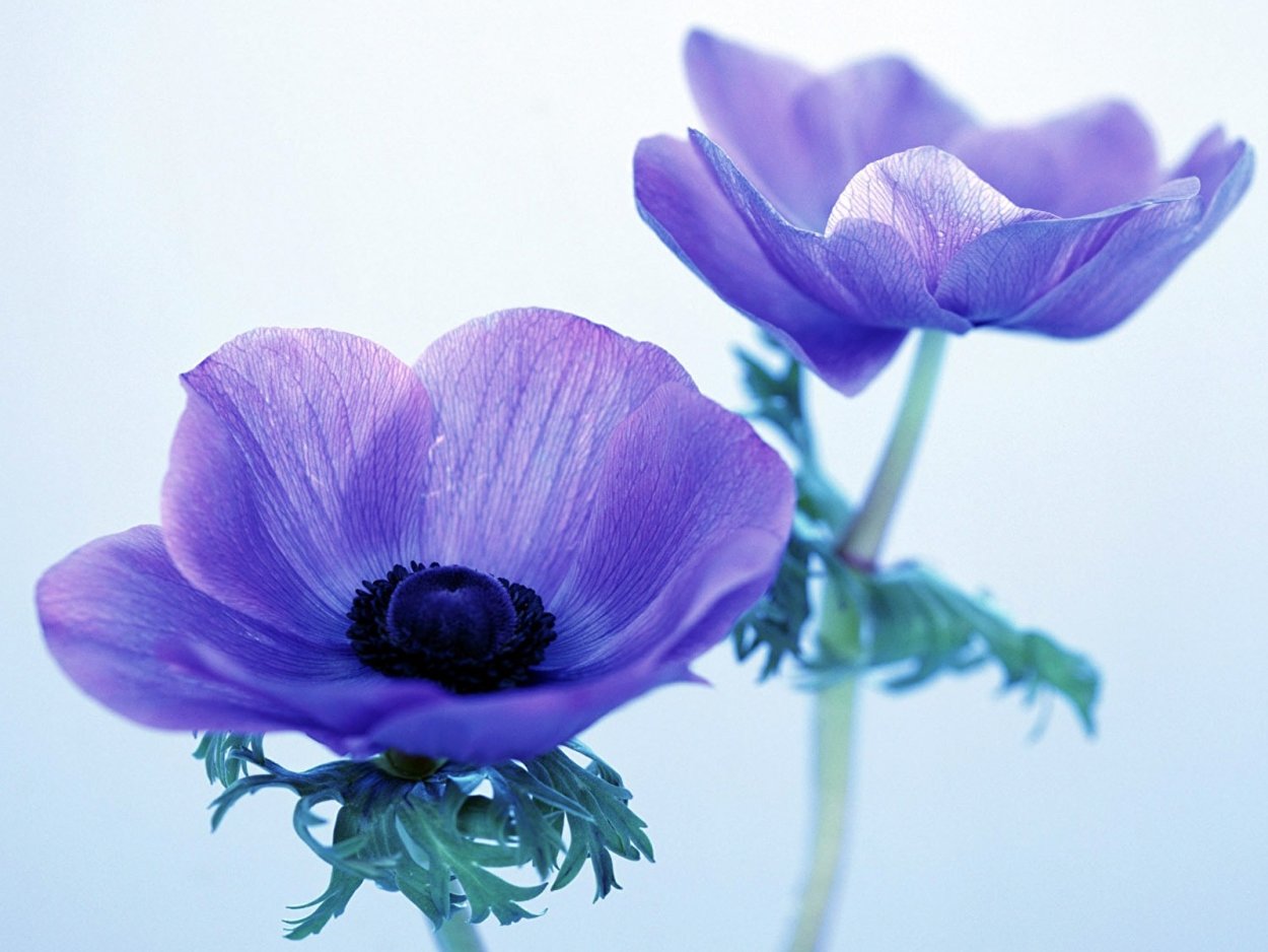 Цветок Меконопсис