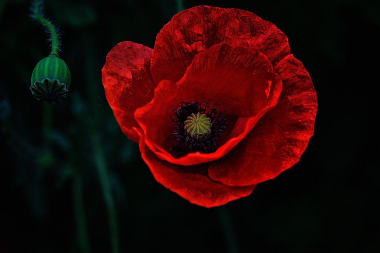 Летние цветы акварель