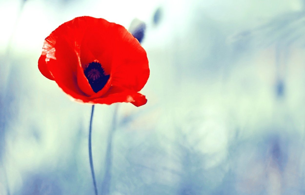 Анемона ветреница голубая