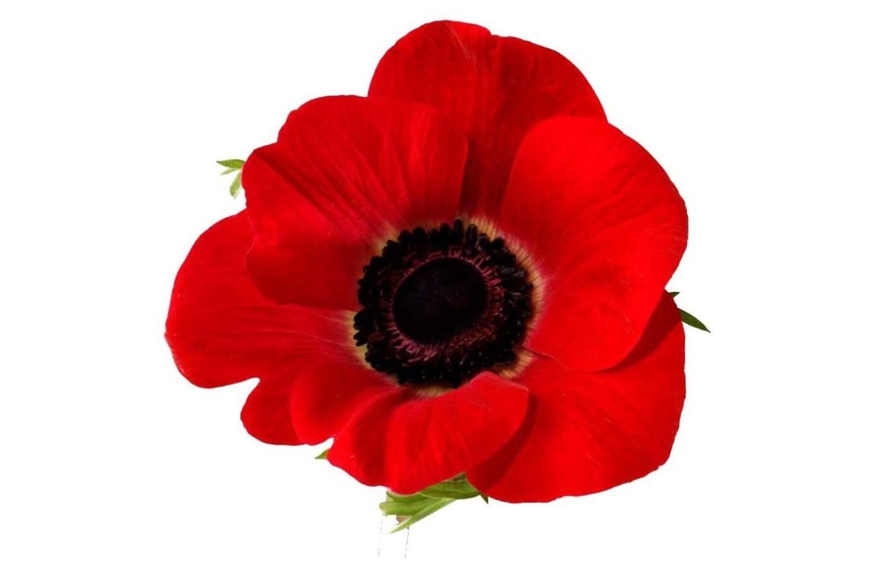 Мак цветок референс