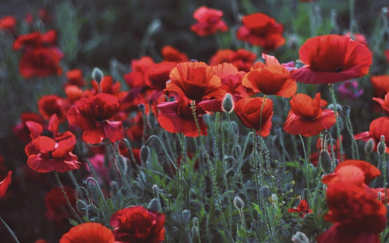 Анемона Кармель Блю