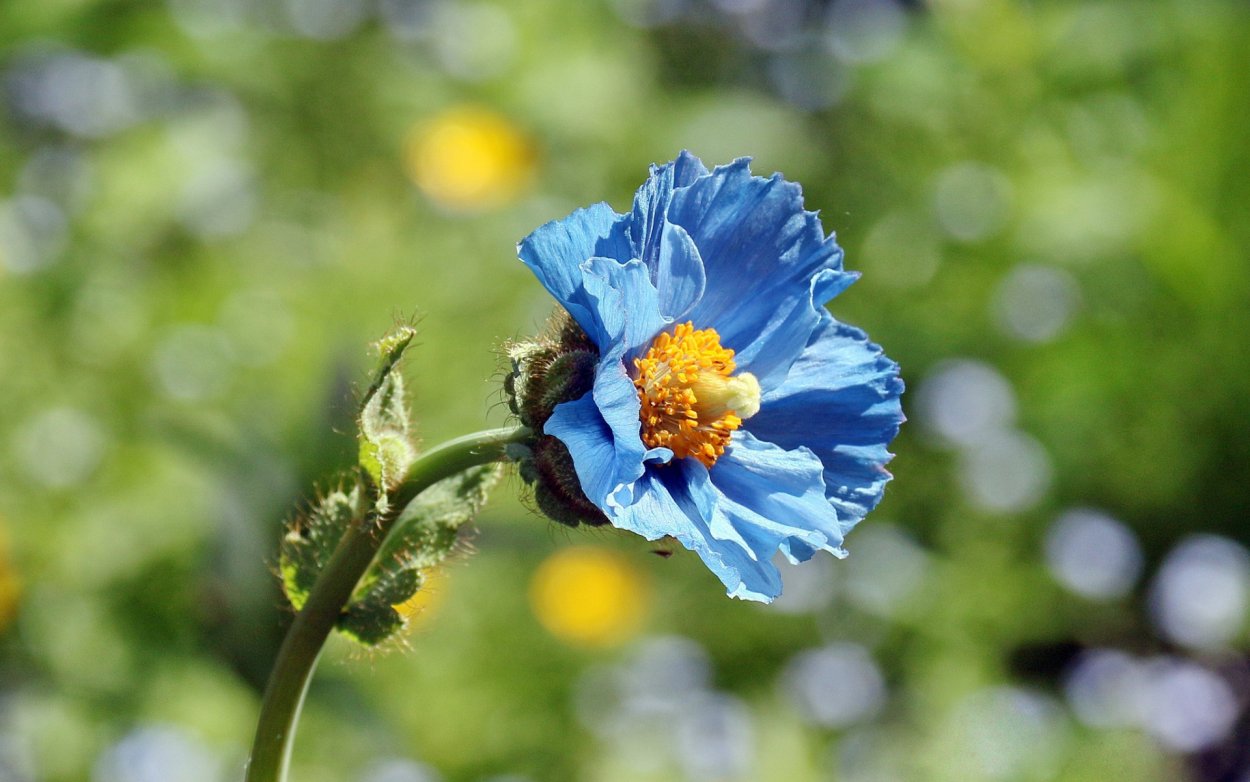 Голубой Колокольчиковый Мак