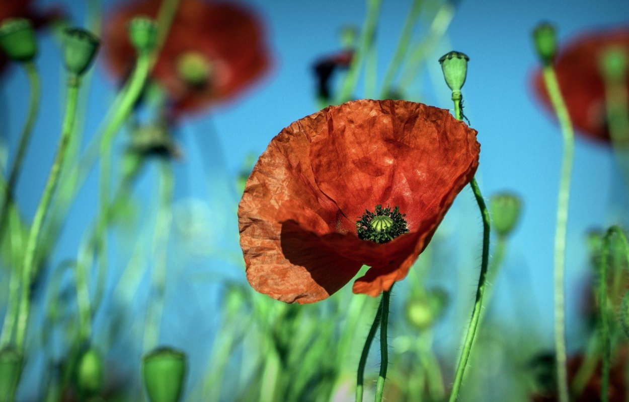 Бледно голубые цветы