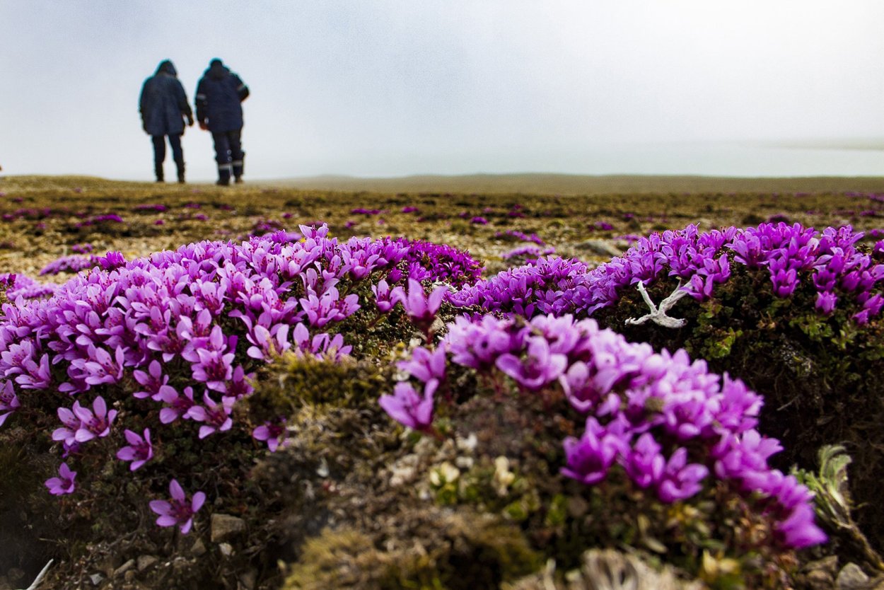 Флора в арктических пустынях
