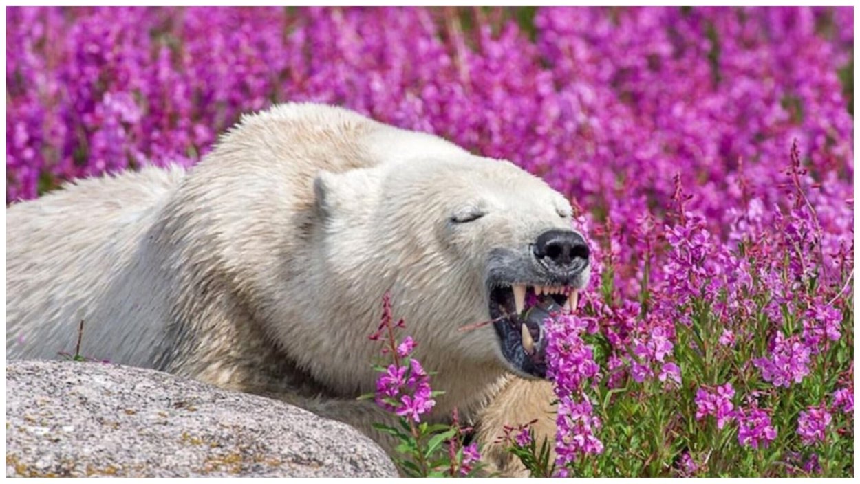 Ледяные цветы Арктики