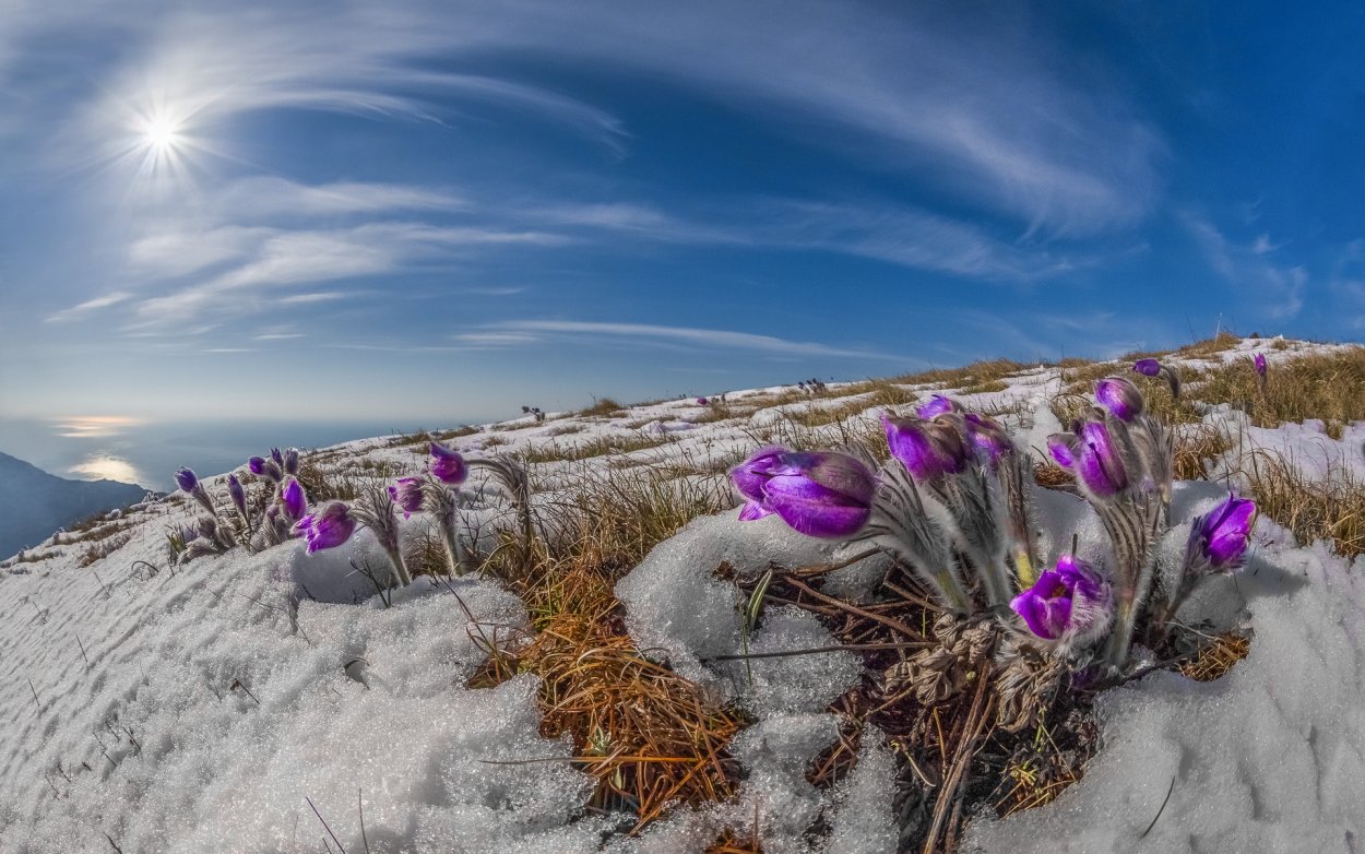 Камнеломка Северная Франца Иосифа