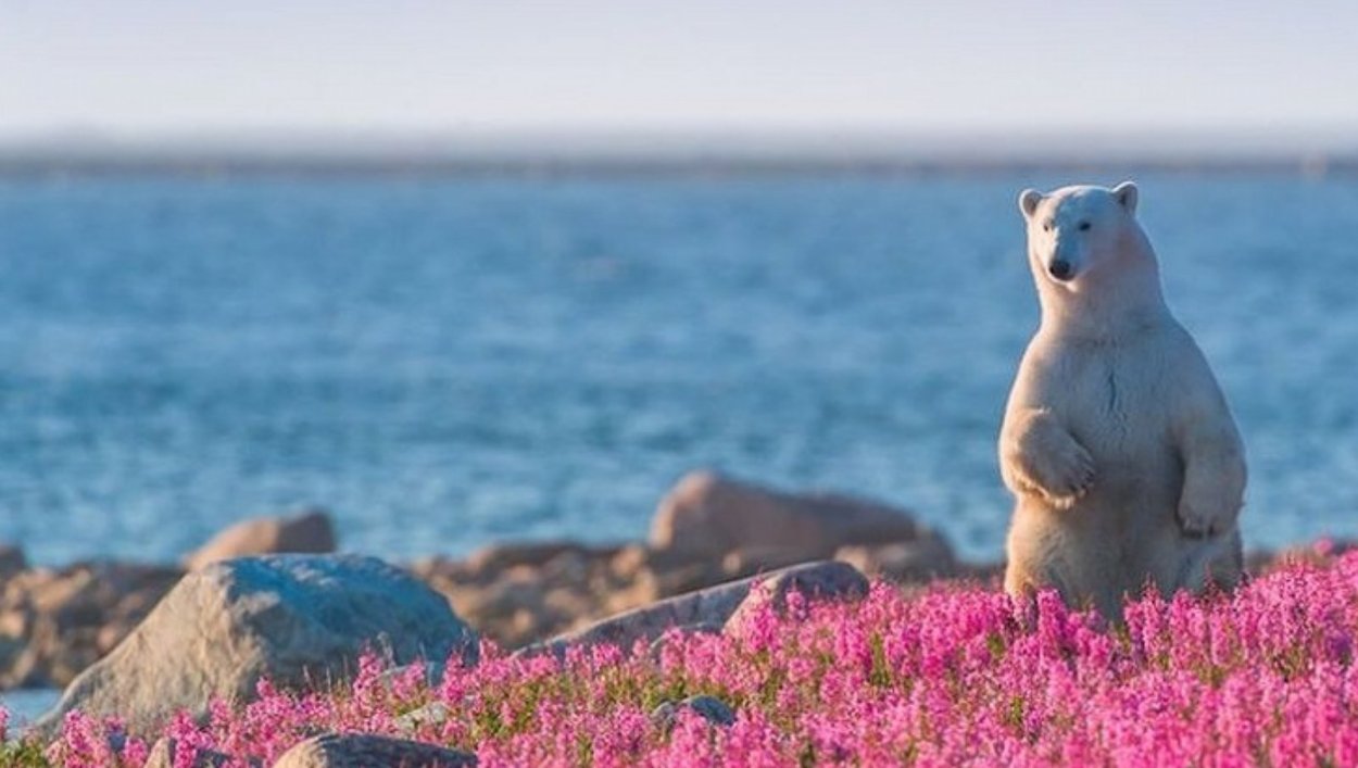 Белый медведь в Иван чае