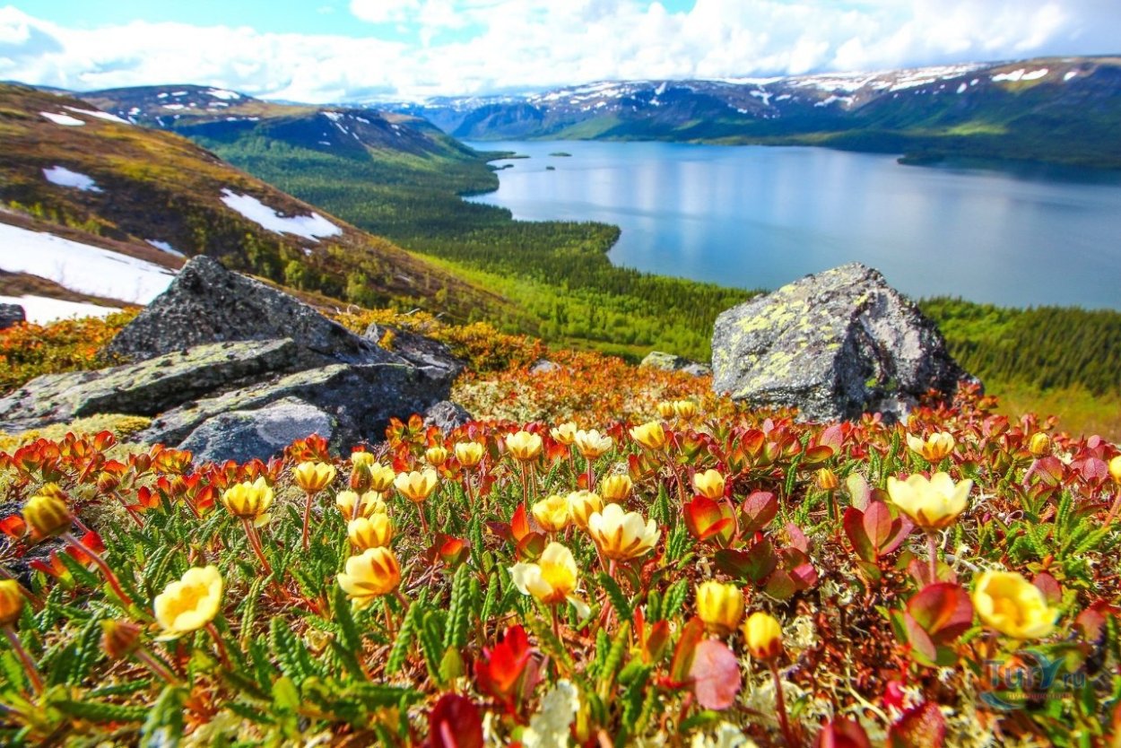 Лето на острове Врангеля