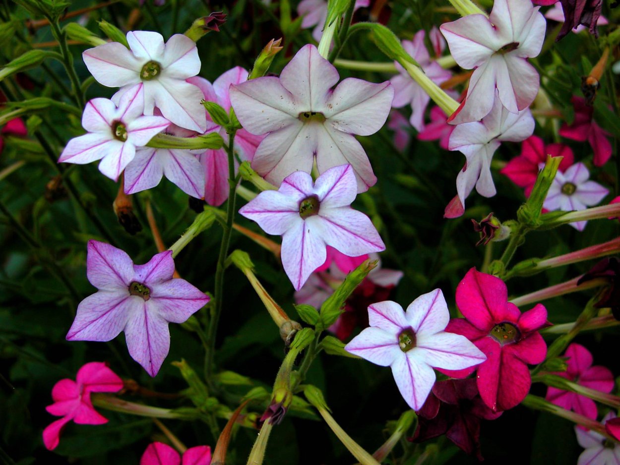 Табак душистый Nicotiana suaveolens