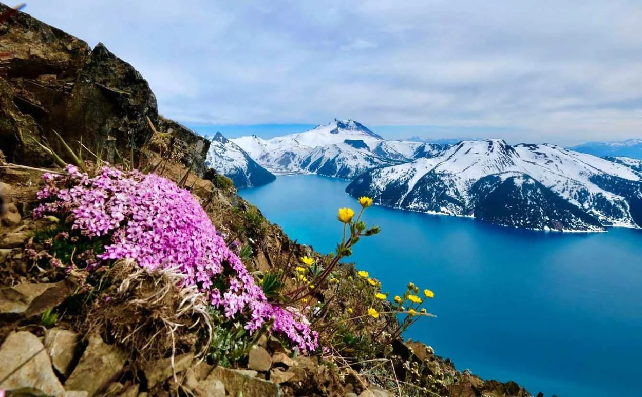 Полярный Мак в Арктике