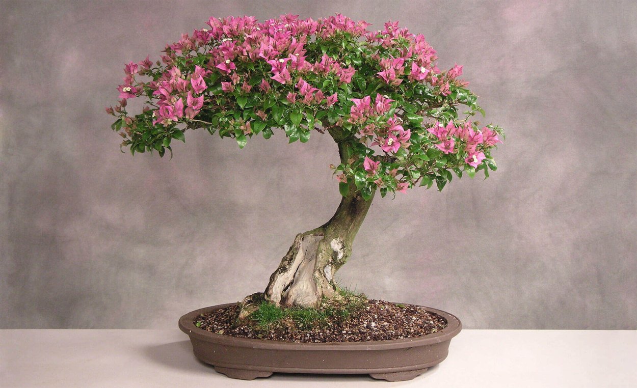 Фуксия бонсай