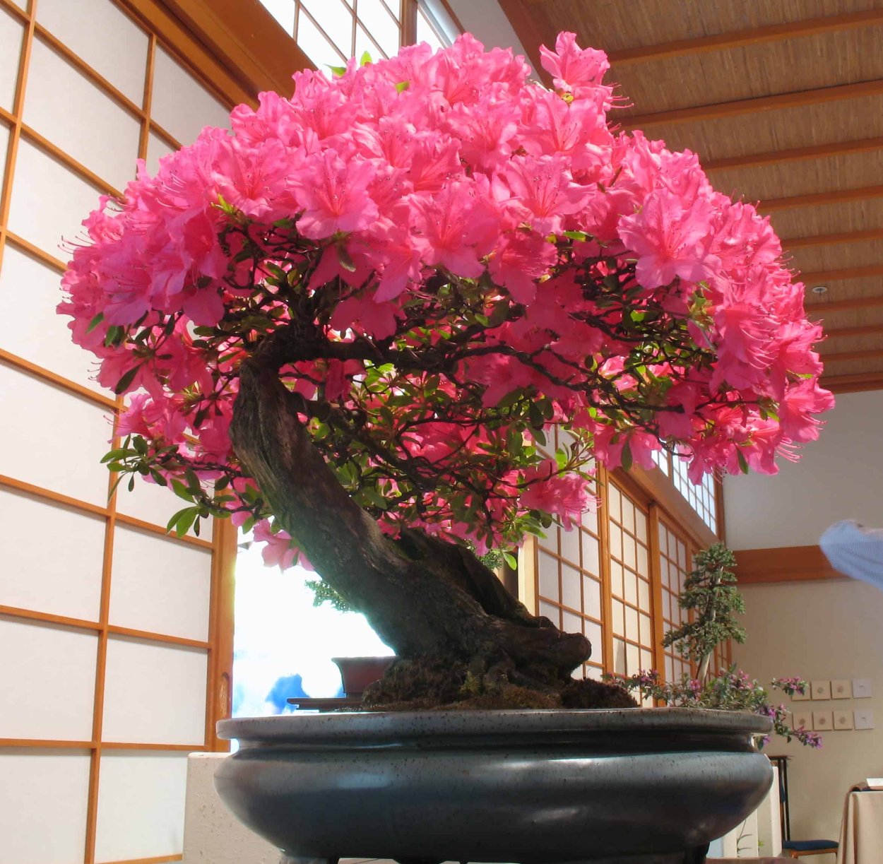 Дерево бонсай Сакура