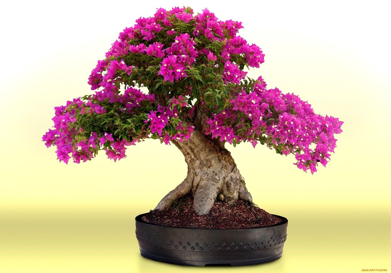 Бугенвиллия бонсай