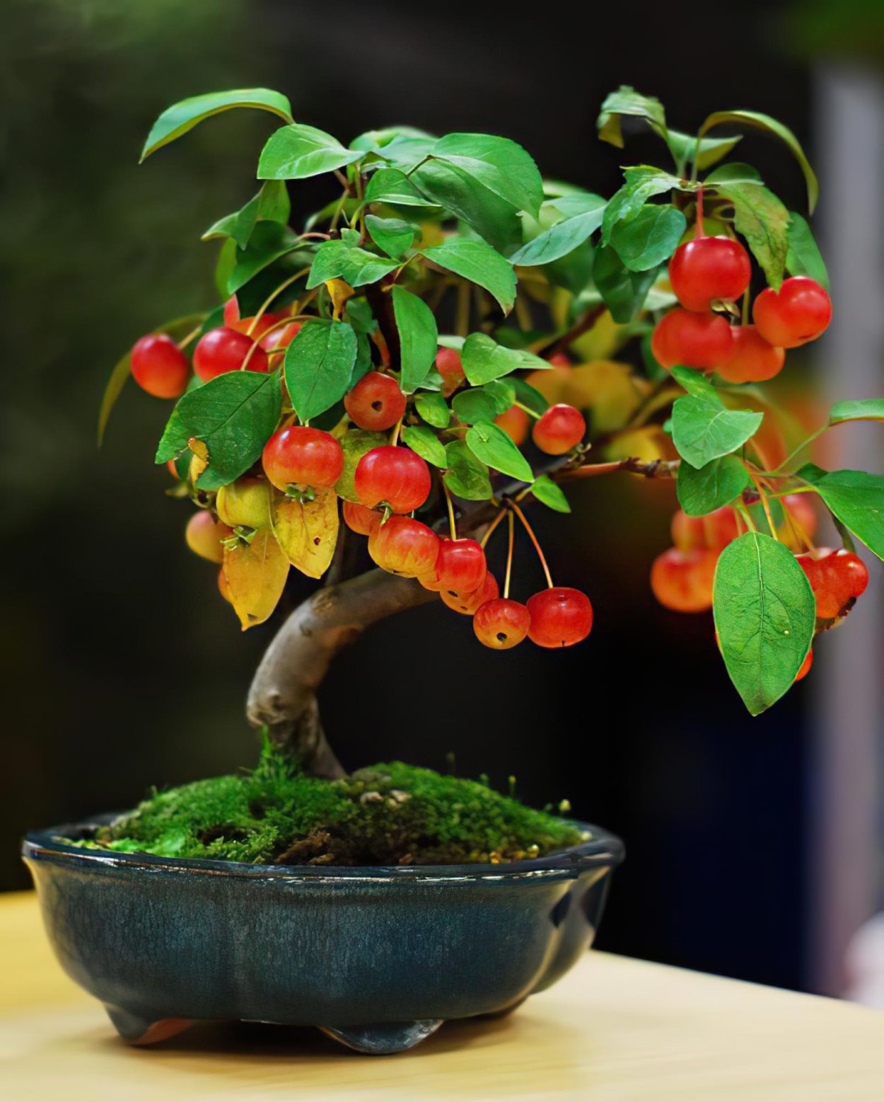 Фикус Бенджамина Банзай