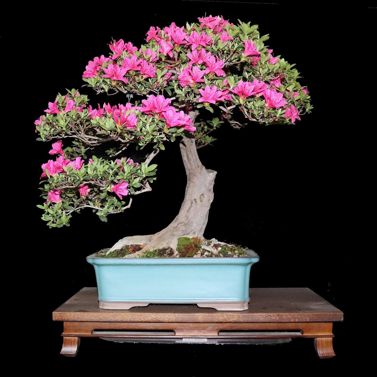 Корни японский клен бонсай