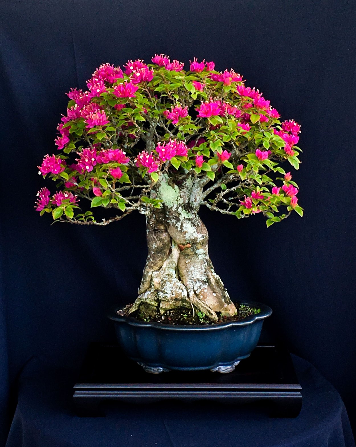 Бонсай многоствольный