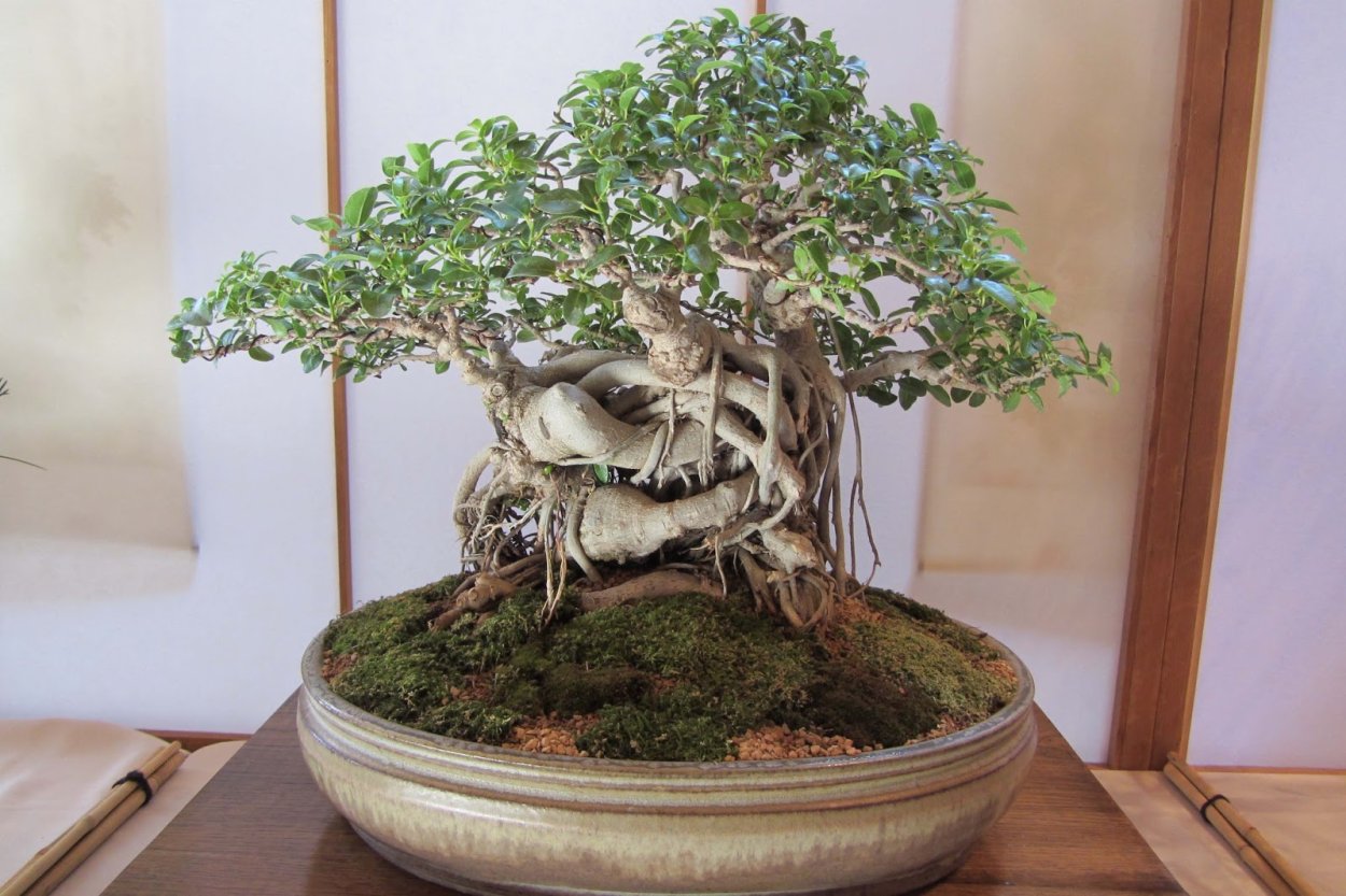 Растение бонсай