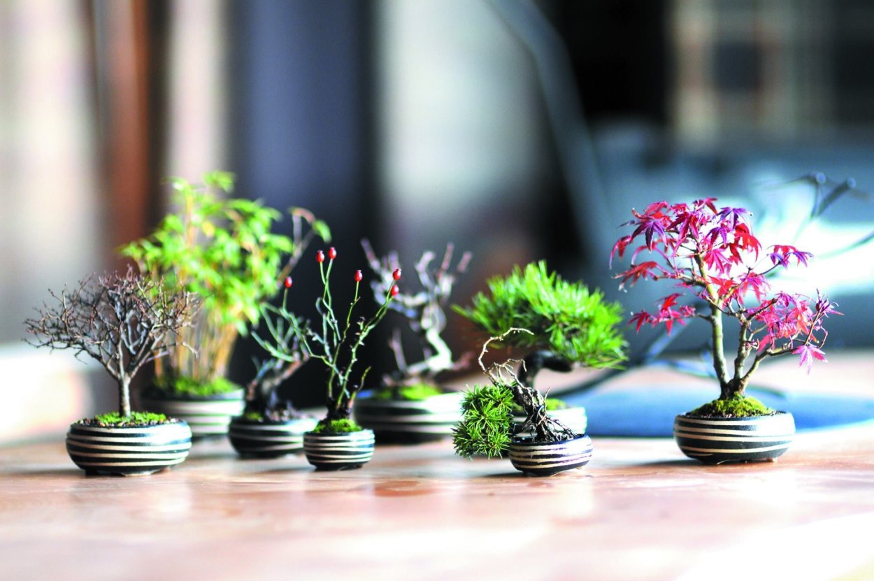 Азалия японская бонсай