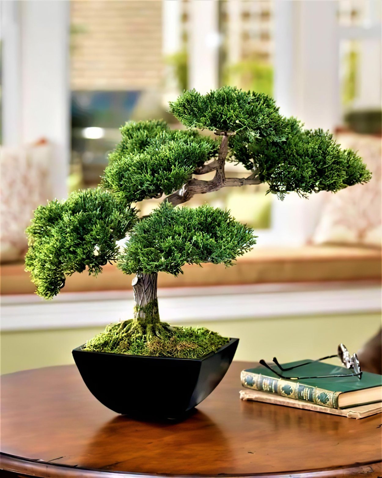 Клен Гиннала бонсай