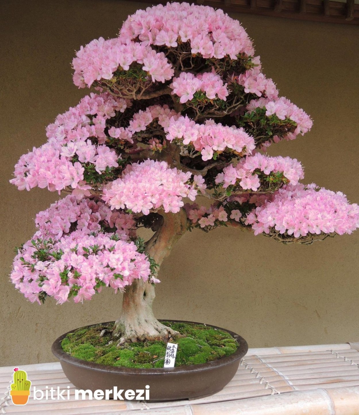 Карамбола бонсай