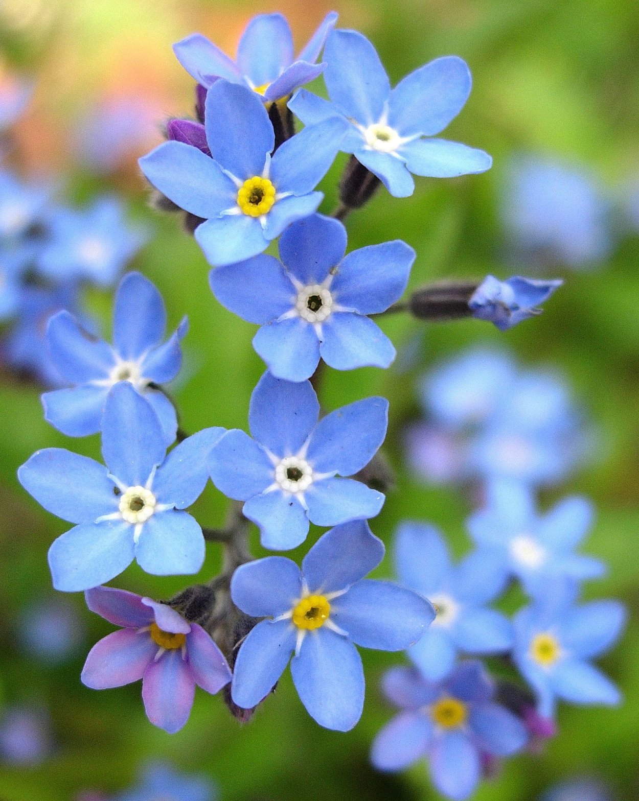 Маленькие цветы