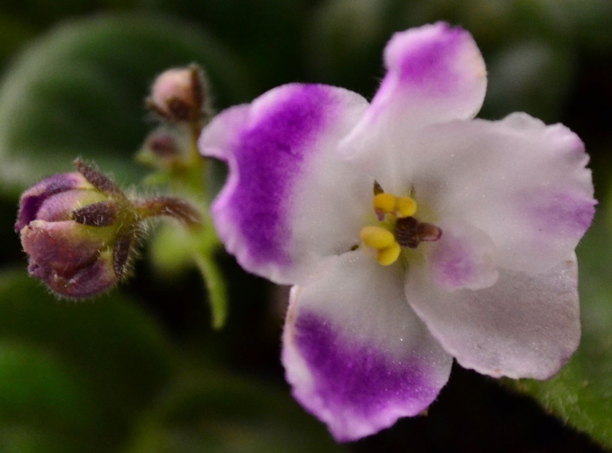 Фиалка Патрисия