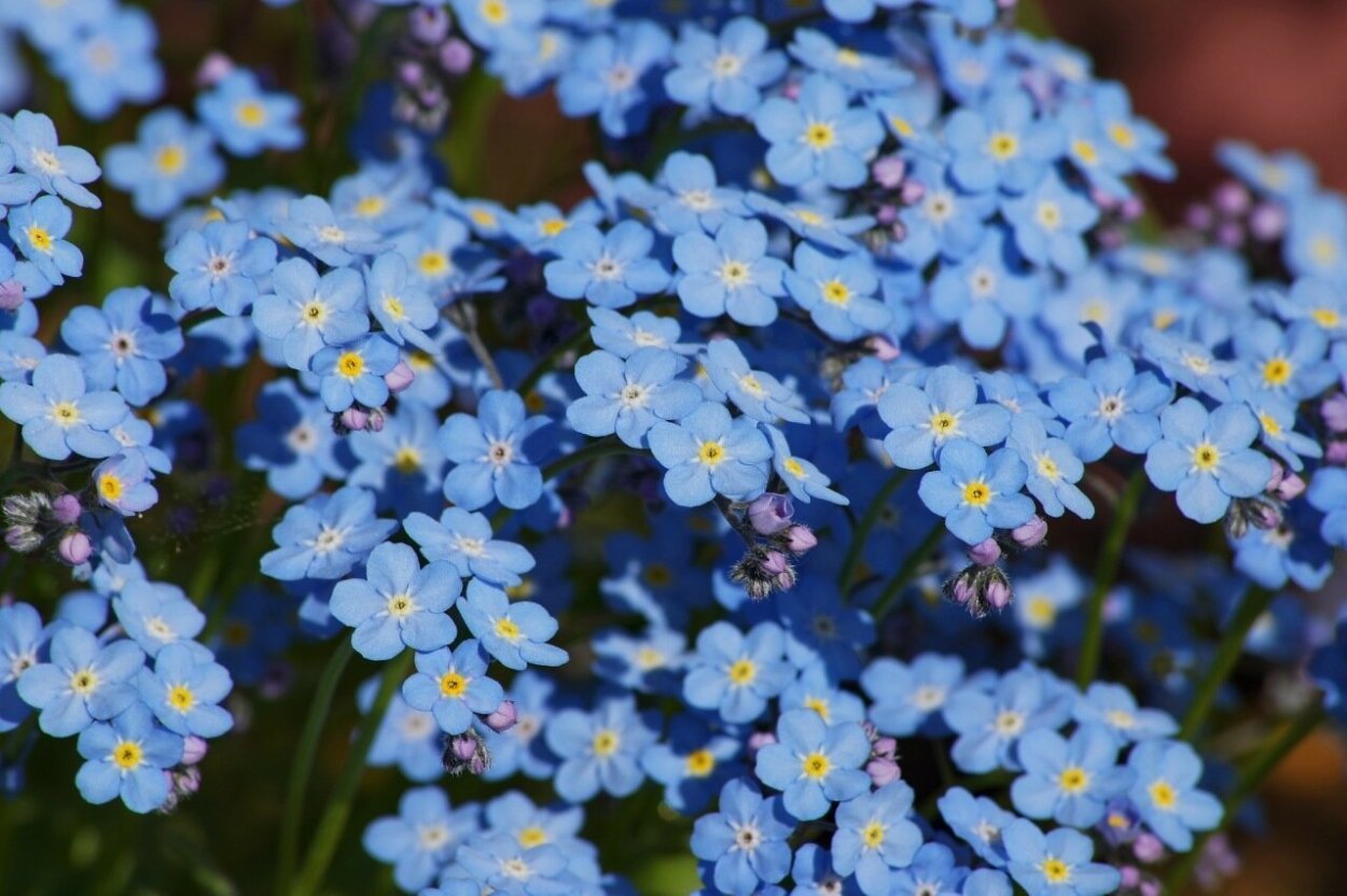 Незабудка Чекановского Myosotis czekanowskii