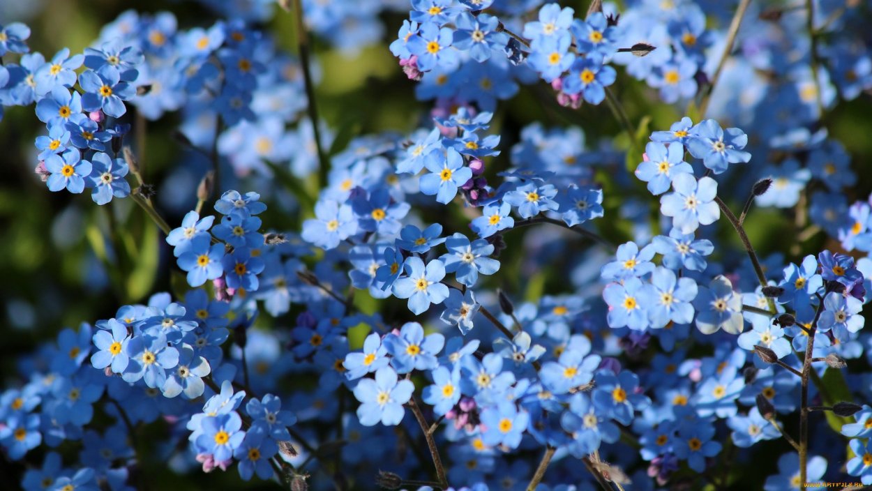 Цветы Незабудка Лесная Полянка