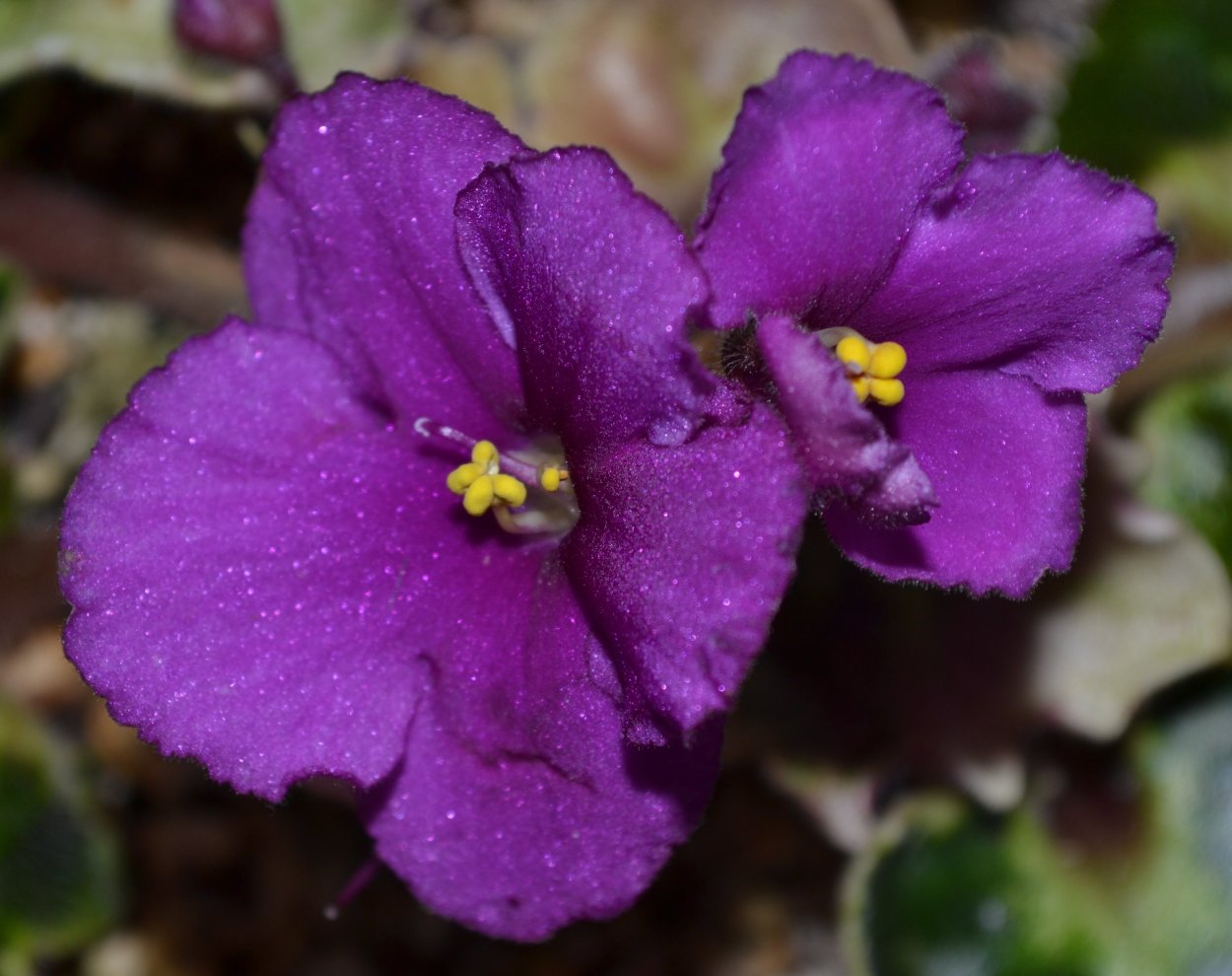 Фиалка гроте - 76 фото