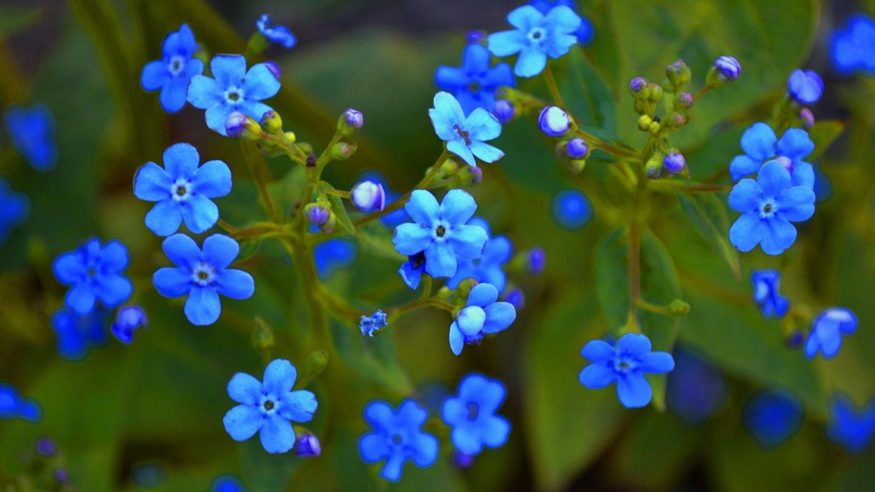 Незабудка гибридная