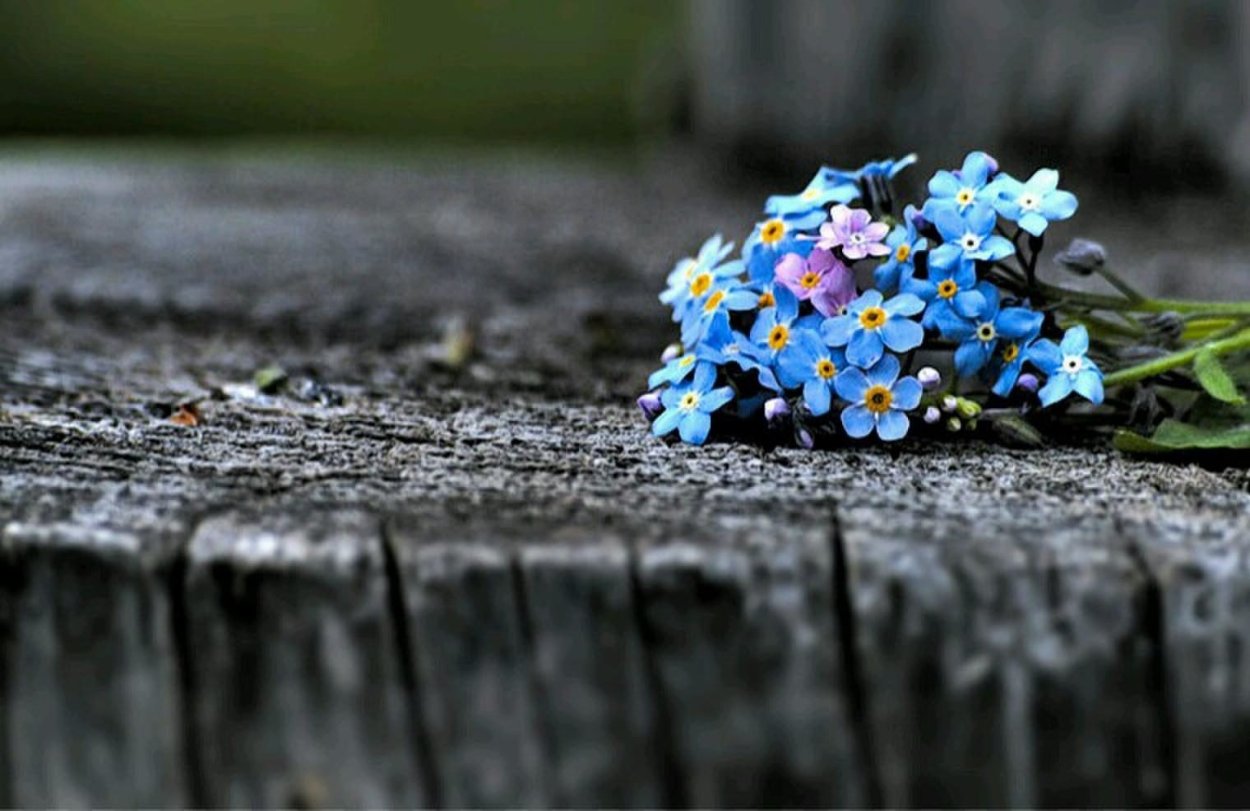 Незабудка на дереве