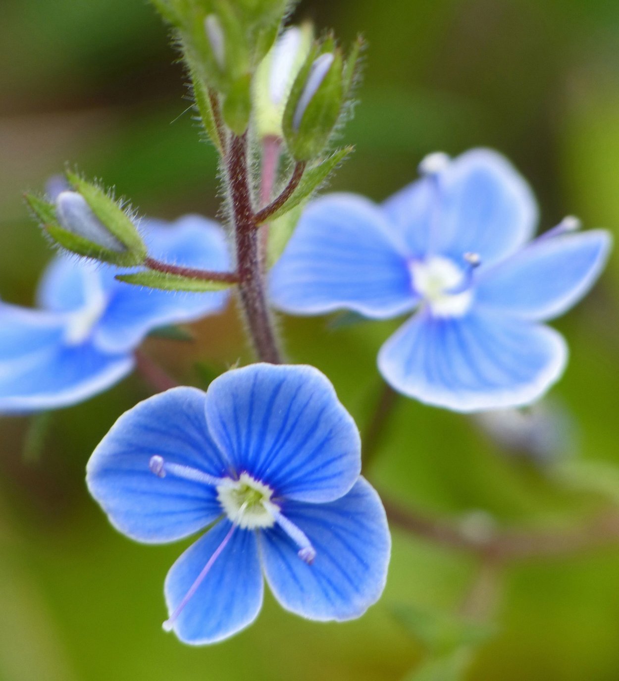 Маленький голубок цветок