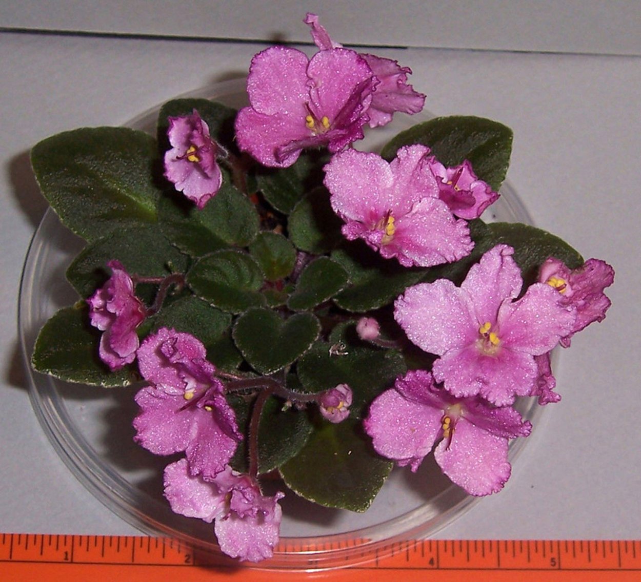 Фиалка Dean's Rosalie