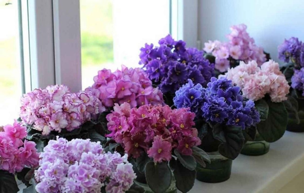 Фиалка Ванда