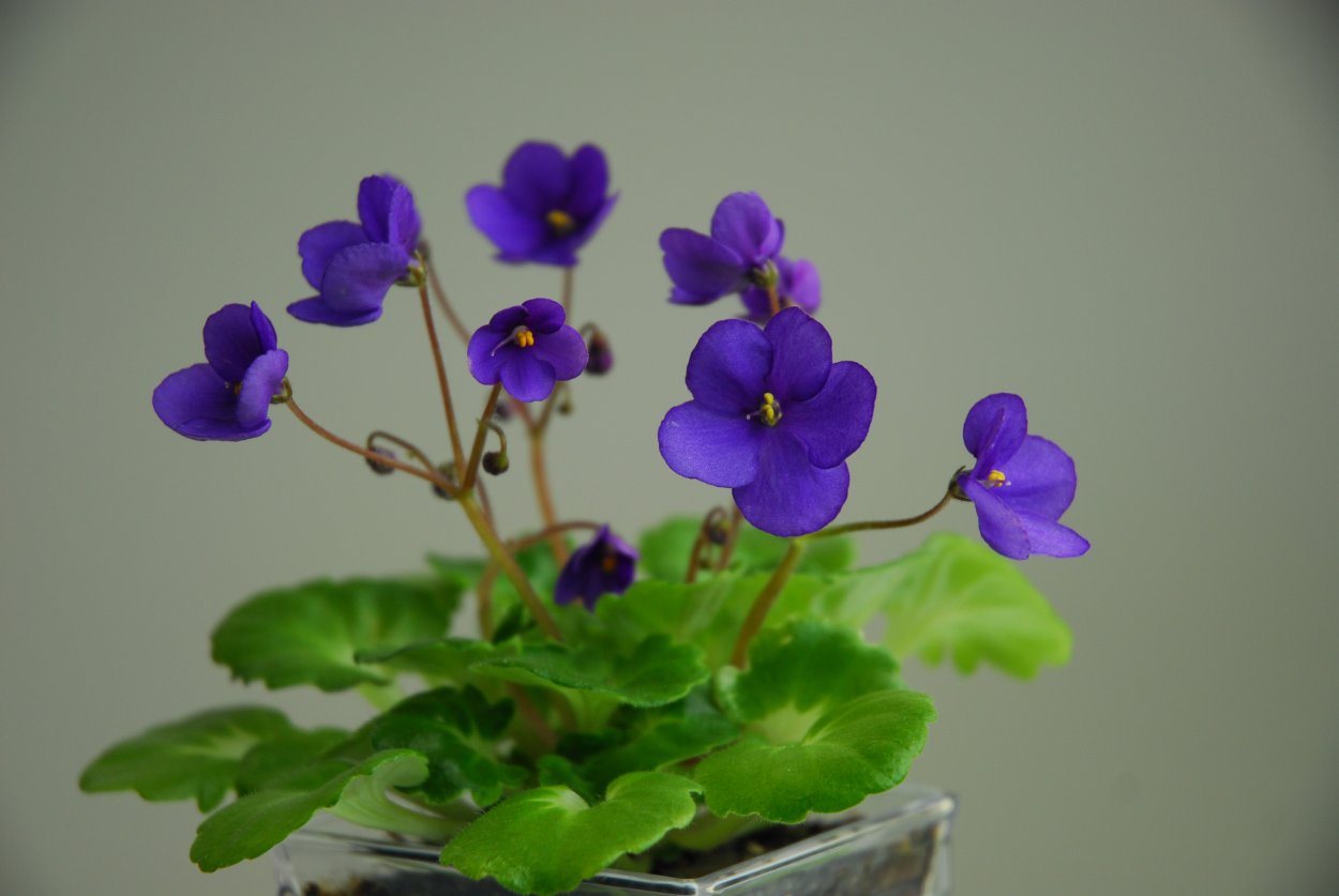 Узум фиалка