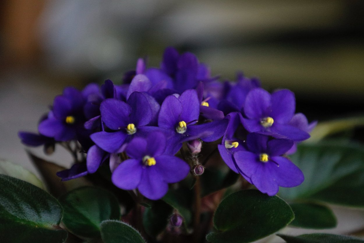 Узамбарская фиалка махровая