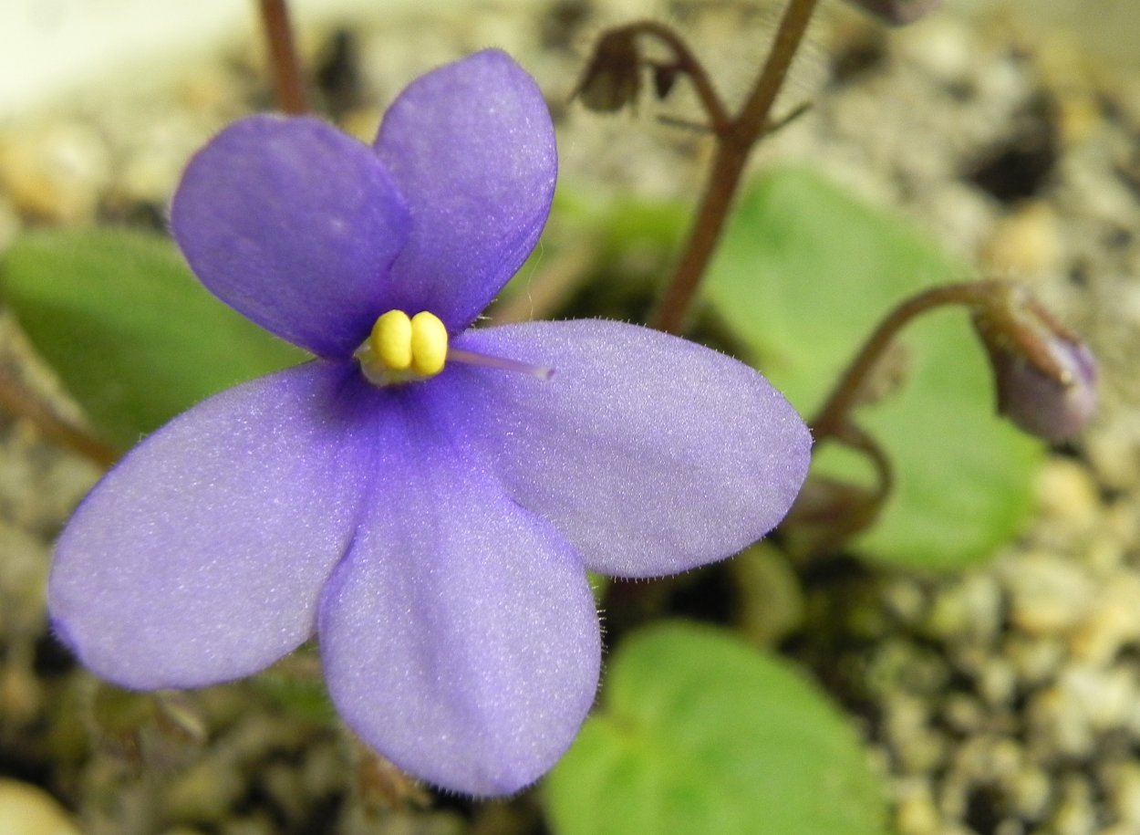 Цветок Saintpaulia ionantha